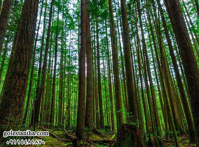 جنگل راش از جاهای دیدنی سوادکوه در تابستان
