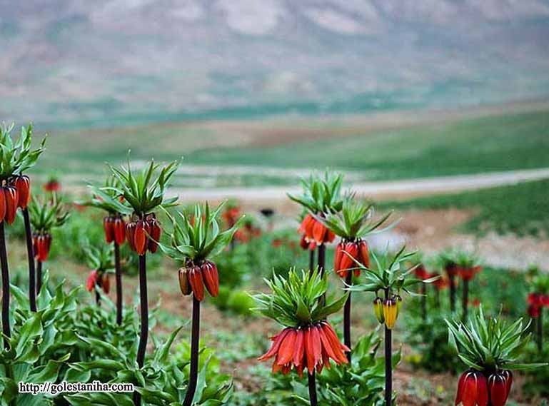 کوهرنگ؛ بهشت سفید ایران