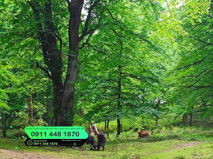 پارک جنگلی در مازندران